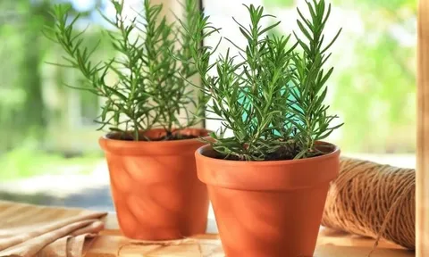 5 loài cây và hoa muỗi "ghét cay ghét đắng", trồng một chậu trong nhà là yên tâm ngủ ngon