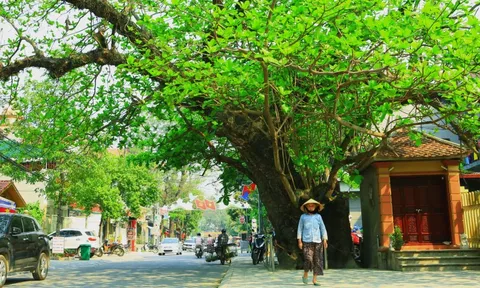Bàng cổ thụ trăm tuổi ở xứ Thanh được bảo vệ như báu vật