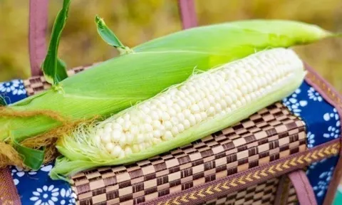 Giống ngô trắng như ngọc, ăn sống được, nông dân bán giá cao vẫn cháy hàng