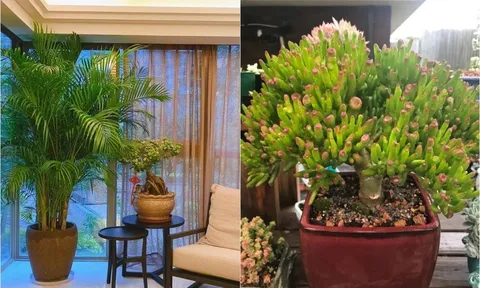 8 loại cây phong thủy phòng khách giúp hút tài lộc, trang trí xanh mát và sang trọng