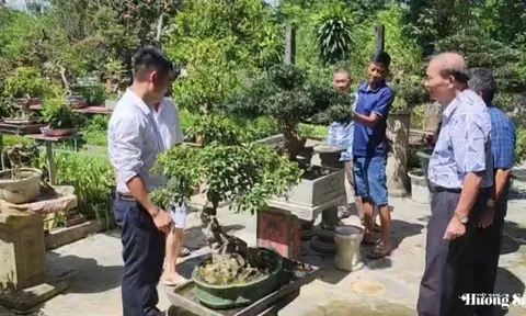 CLB Cây cảnh nghệ thuật tỉnh Tuyên Quang trưng bày SVC chào mừng ngày 2/9