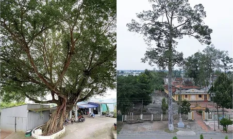 Ngỡ ngàng trước 3 cây cổ thụ độc lạ ở An Giang, gốc to kềnh càng, thân cao vút trời