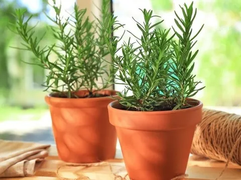 5 loài cây và hoa muỗi "ghét cay ghét đắng", trồng một chậu trong nhà là yên tâm ngủ ngon