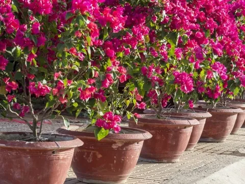 Người trồng hoa giấy truyền tai nhau quy tắc lạ “3 nhiều - 1 ít”, áp dụng là hoa nở không ngừng