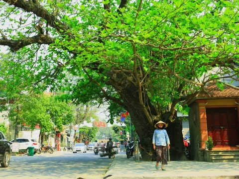 Bàng cổ thụ trăm tuổi ở xứ Thanh được bảo vệ như báu vật