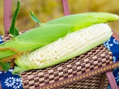 Giống ngô trắng như ngọc, ăn sống được, nông dân bán giá cao vẫn cháy hàng