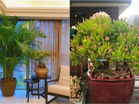 8 loại cây phong thủy phòng khách giúp hút tài lộc, trang trí xanh mát và sang trọng