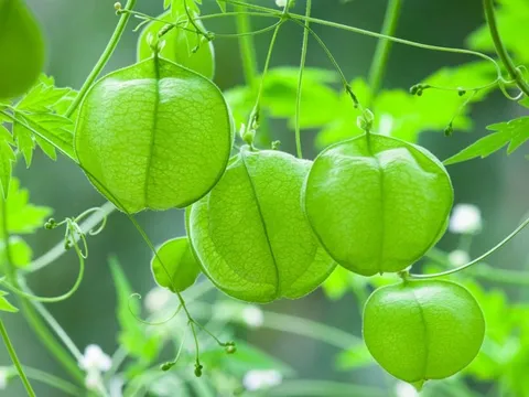 “Dây leo trái tim” – cây cảnh bay bổng, xanh mướt như mơ, khiến ban công rực rỡ và lãng mạn