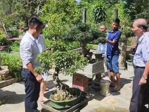 CLB Cây cảnh nghệ thuật tỉnh Tuyên Quang trưng bày SVC chào mừng ngày 2/9