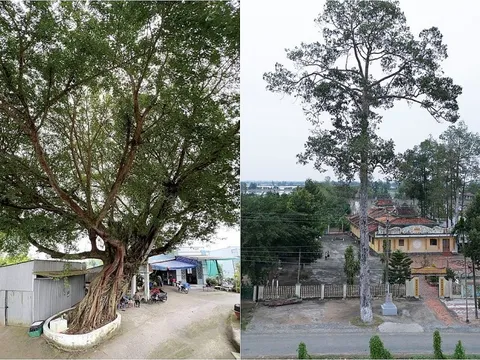 Ngỡ ngàng trước 3 cây cổ thụ độc lạ ở An Giang, gốc to kềnh càng, thân cao vút trời